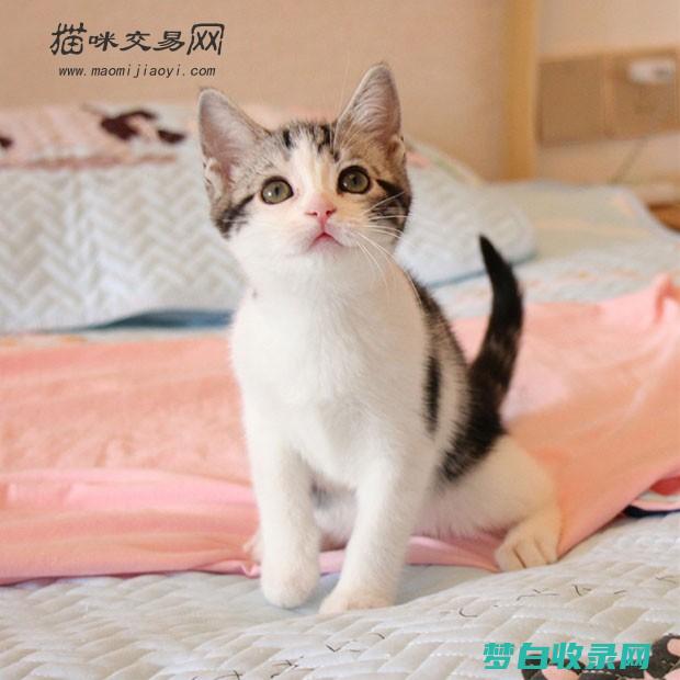 猫咪学大全