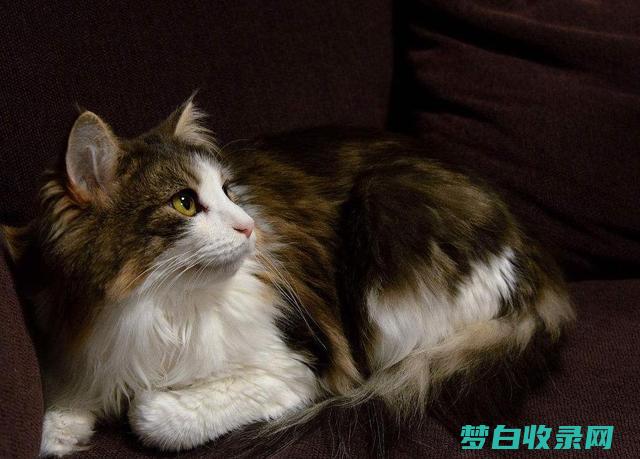 猫咪美容指南：让你的猫咪焕发光彩，享受奢华水疗体验 (猫咪美容指南电子书)