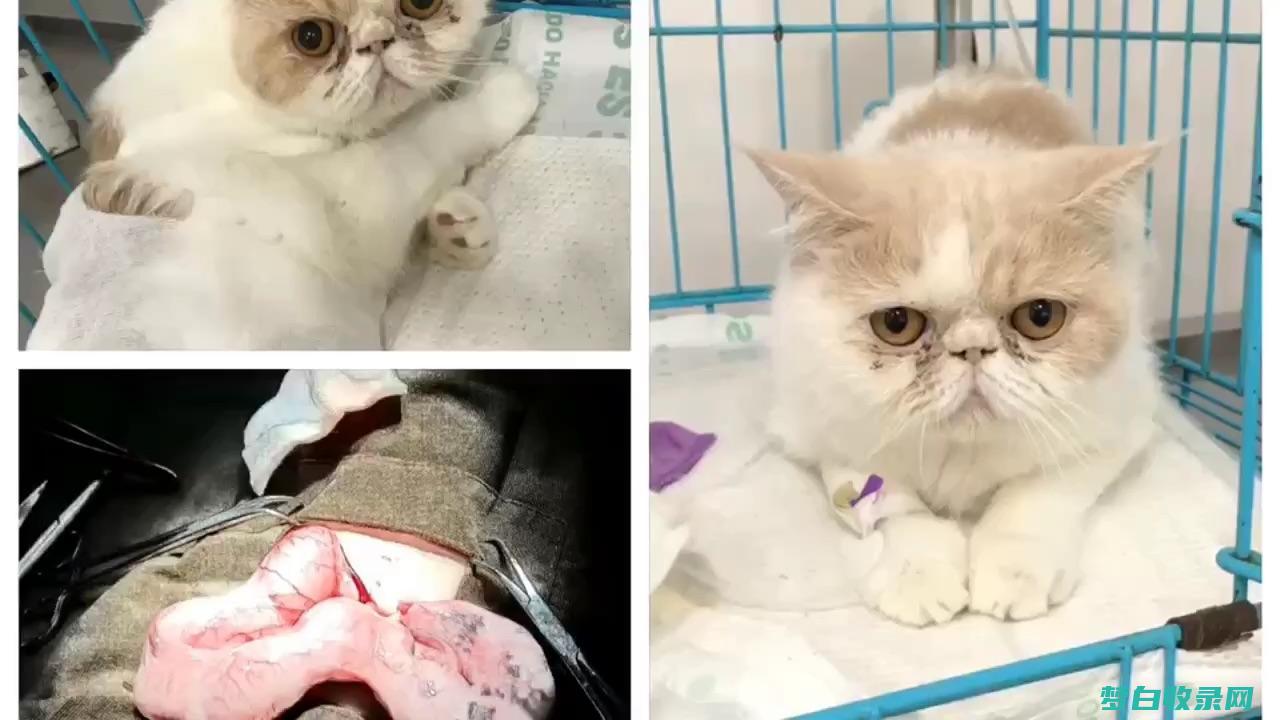 猫咪繁殖：了解猫咪繁殖的道德和实践方面 (猫咪繁殖有四点注意)