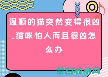 猫咪的怪癖和行为：了解它们的有趣习惯和古怪举动 (猫咪的怪癖和猫咪有关)