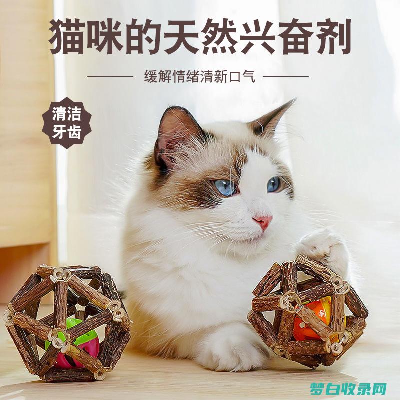 播放猫咪的玩具图片看看