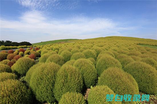 海滨天堂: 在风景如画的海滩旁沉醉于奢华的酒店时光 (海滨天空)