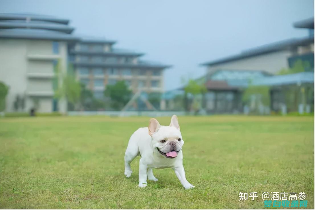 宠物友好: 与您的毛茸茸的朋友一起享受舒适而难忘的酒店时光 (宠物友好系列)