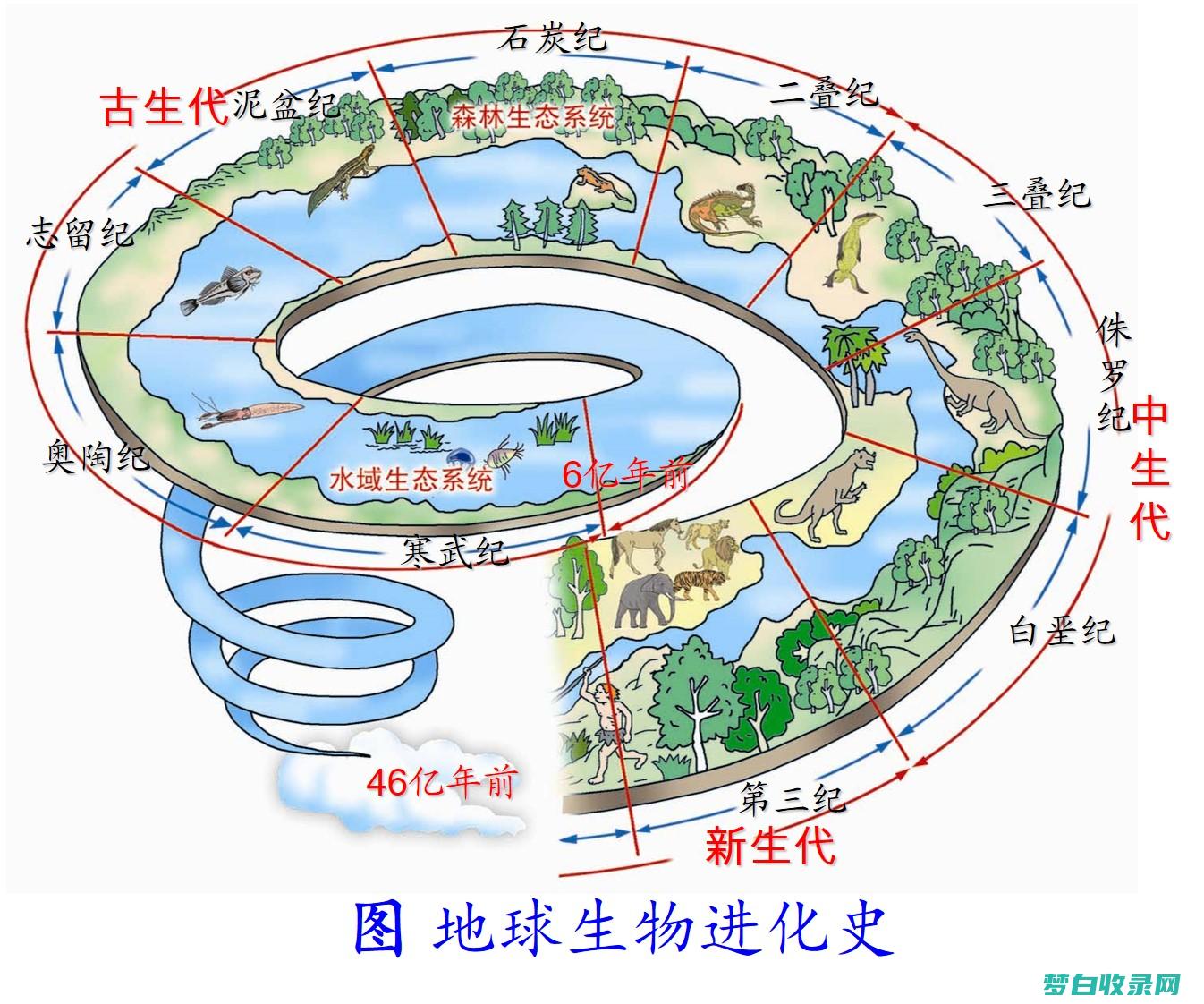 动物的进化：生命树上令人惊叹的旅程 (动物的进化过程顺序)