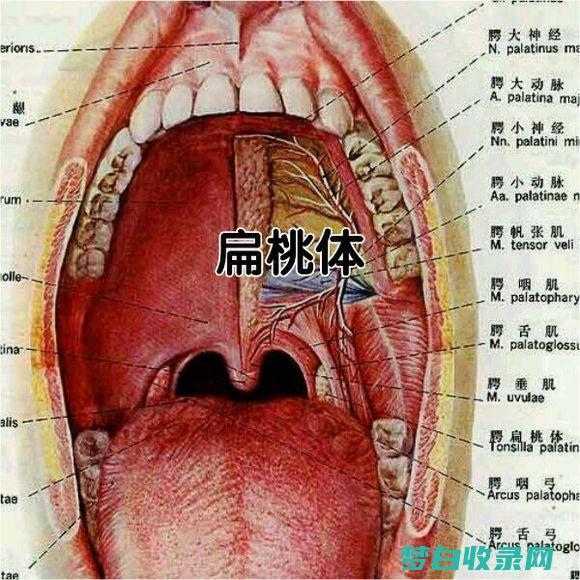 扁桃体发炎的药物百科全书