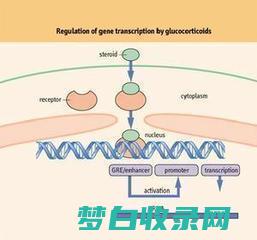 糖皮质激素，如强的松(糖皮质激素的副作用)