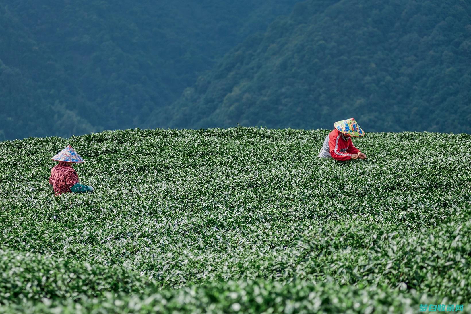 探索白茶的强大功效：增强免疫力、抗击疾病 (探索白茶的强大之处)