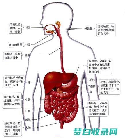 恢复消化平衡：消除便秘的饮食策略 (恢复消化平衡的食物)