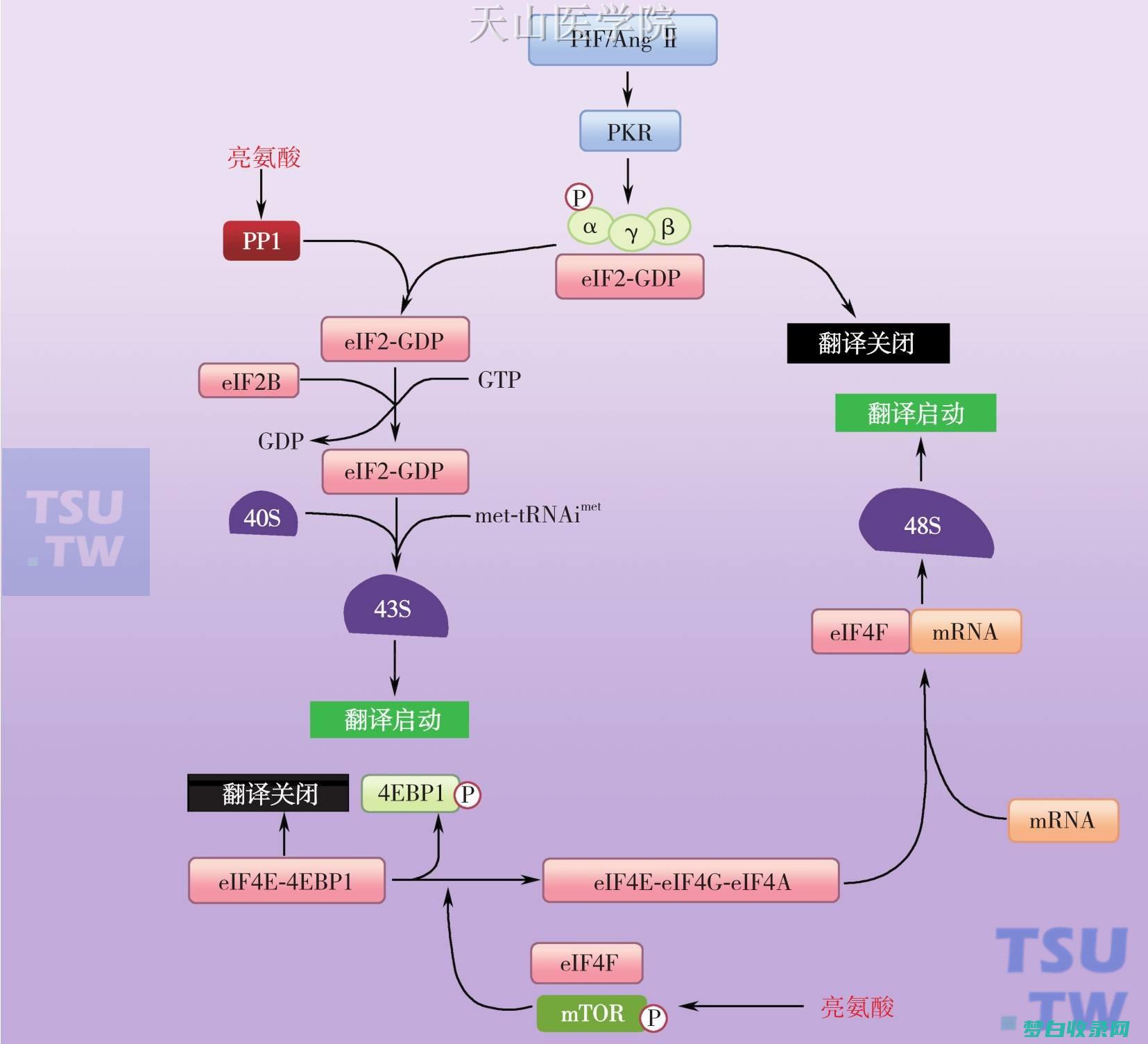 蛋白质：1 克(蛋白质1克等于多少大卡)