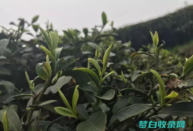 揭秘白茶的神奇功效：从抗氧化到增强免疫力 (揭秘白茶的神话故事)