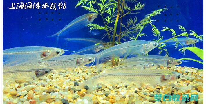 揭秘上海水族馆与海昌海洋公园的精彩对决