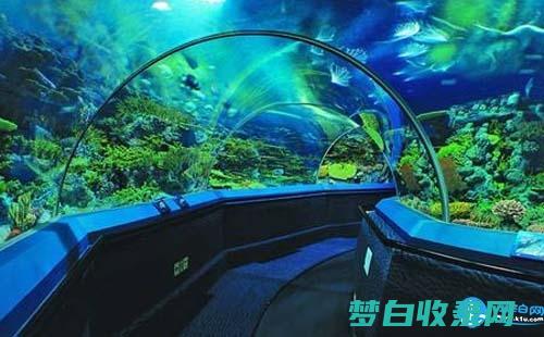 上海海洋水族馆一日游：适合全家大小的海洋探险 (上海海洋水族馆)