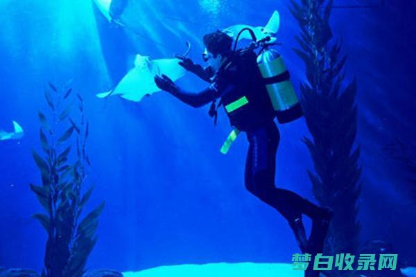 上海海洋水族馆未成年馆亲子游：带孩子一起探索海洋的奥秘 (上海海洋水族馆门票多少钱)