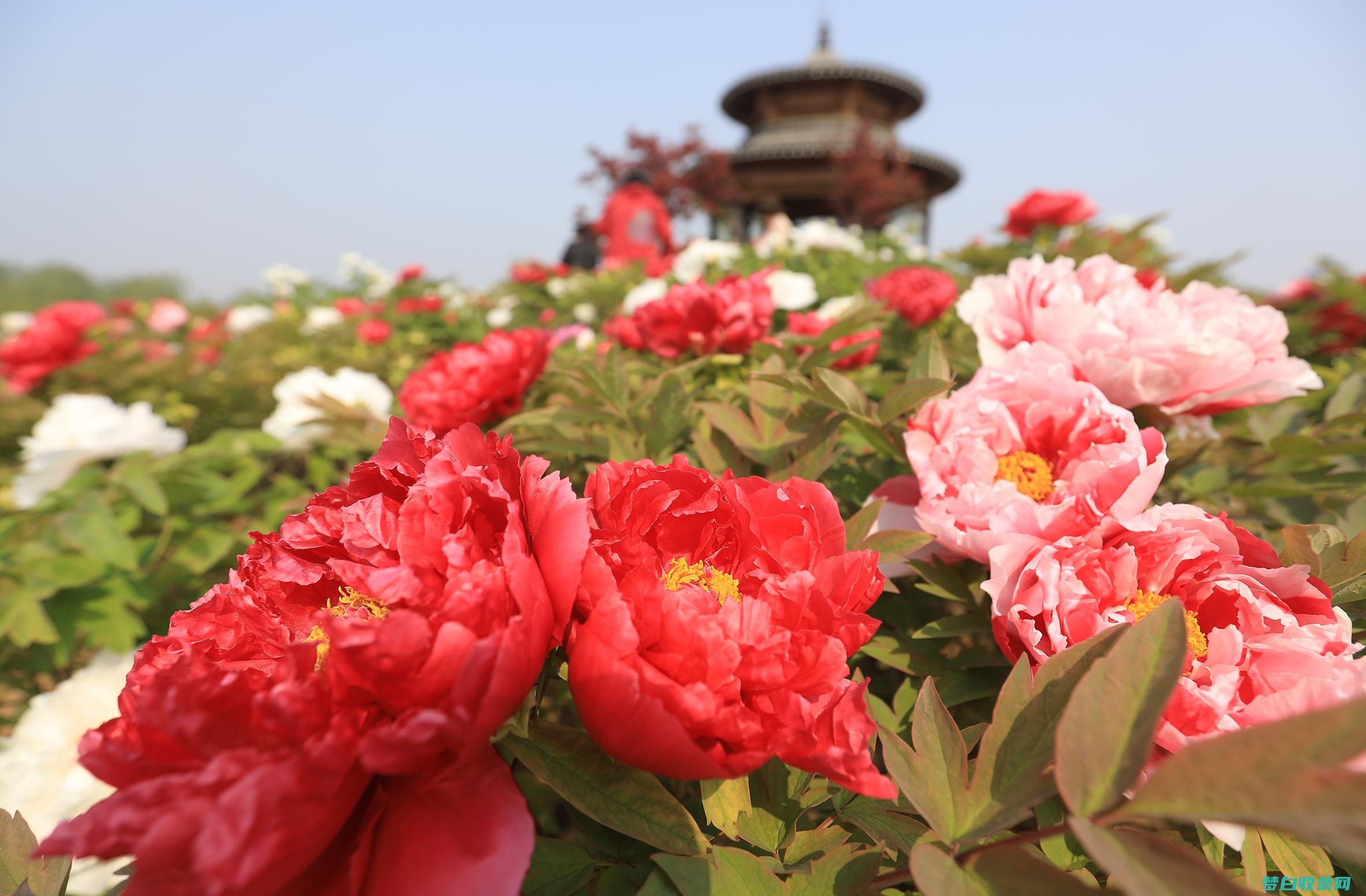 洛阳牡丹园：门票优惠惊人，让您饱览花海 (洛阳牡丹园门票多少钱一张)